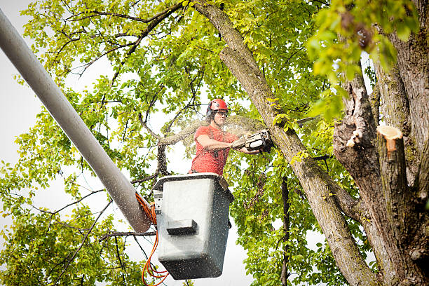 Best Tree Pruning Services  in Emmaus, PA